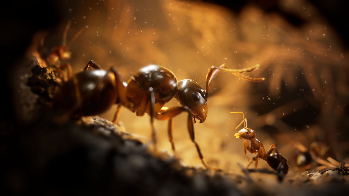 Empire Of The Ants Edición Limitada - XBOX SERIES X
